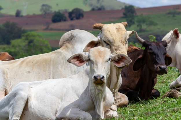 Cows in a field. Selective focus.