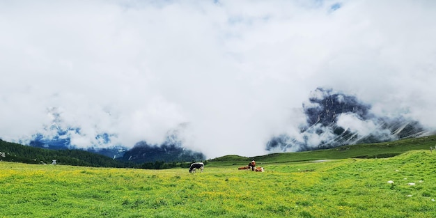 Cows in a field with mountains in the background