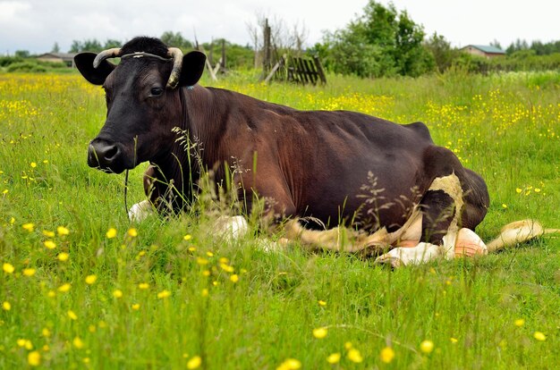 Cows in a field