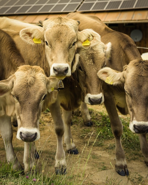 Photo cows on field