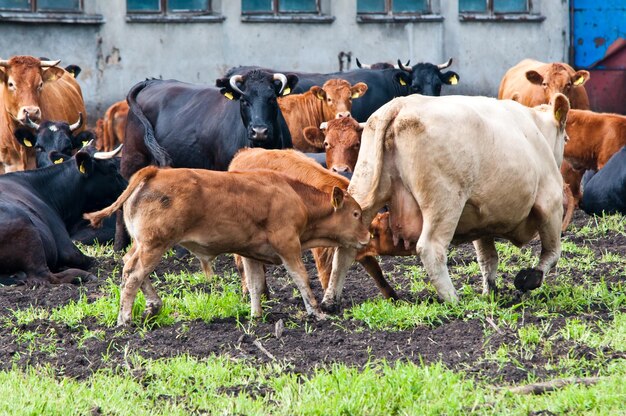 Photo cows in a field