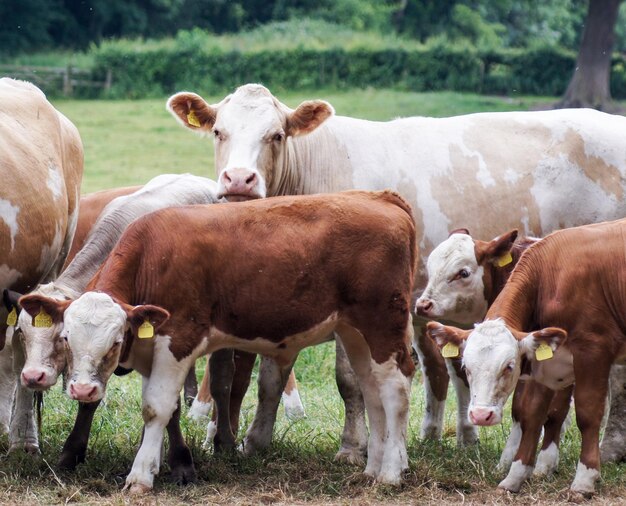 Foto le mucche sul campo