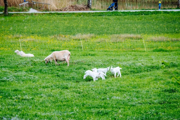 Photo cows on field