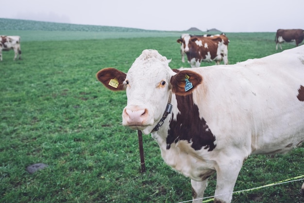 Cows in a field