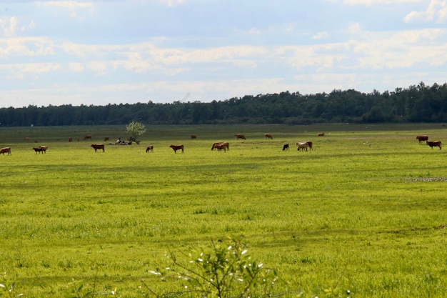 Photo cows in a field