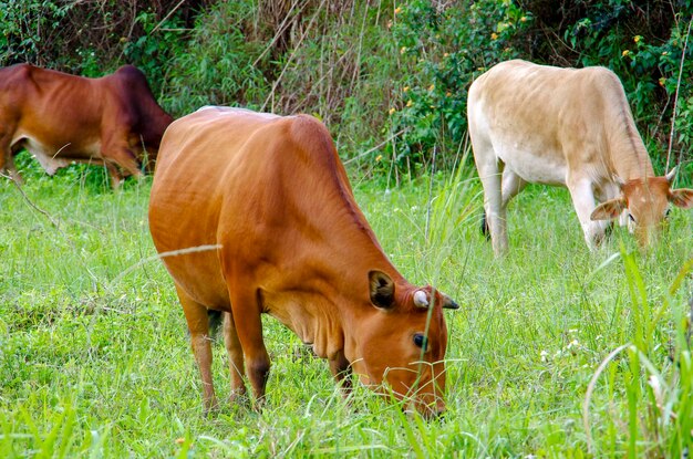 Cows in a field