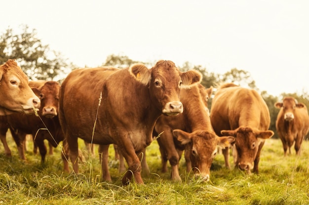 Photo cows in a field