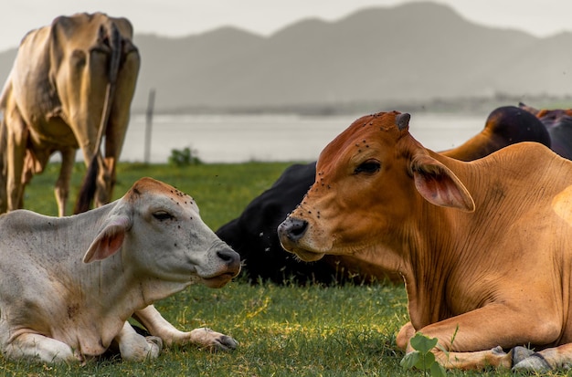 Photo cows on field