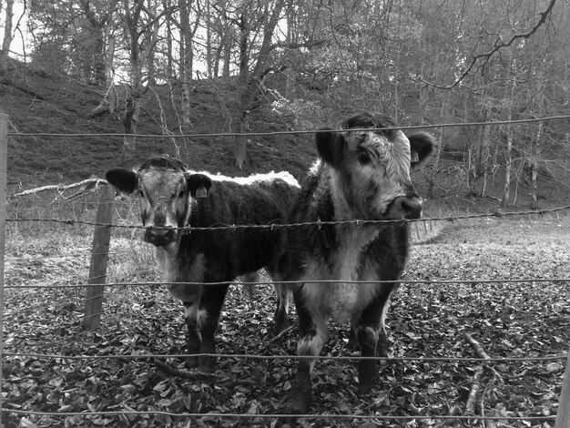 Photo cows on field