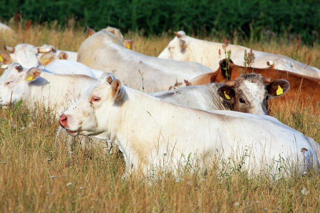 Photo cows on field