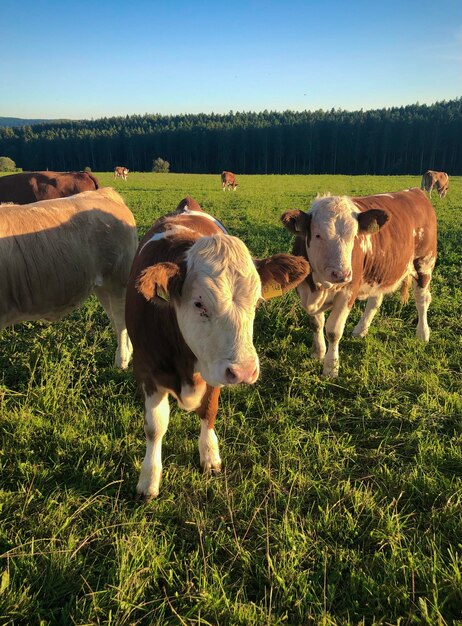 Foto le mucche sul campo