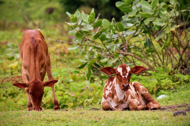 Cows on field