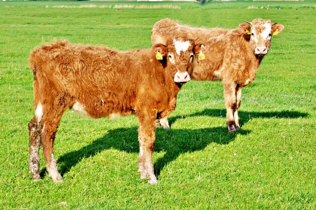 Cows on field