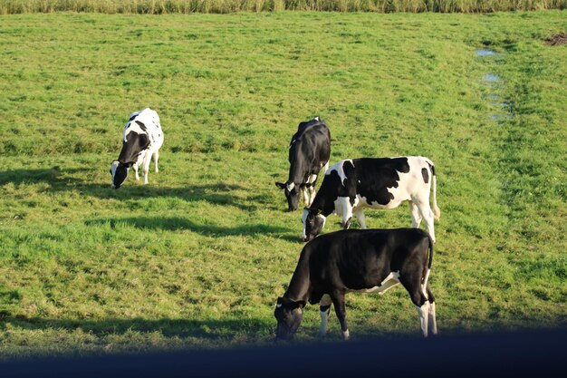 Photo cows on field