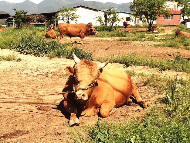 Cows on field