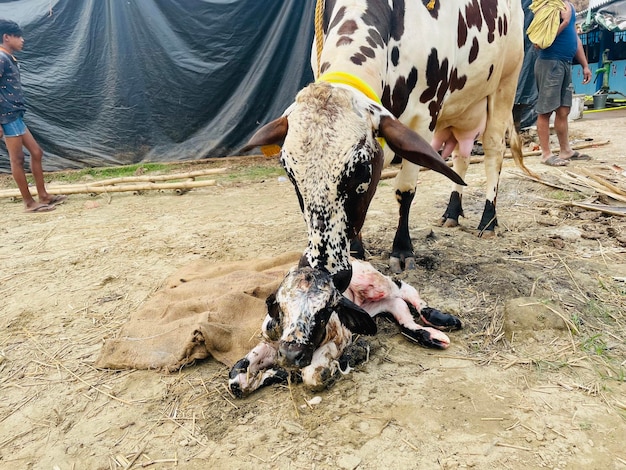 Foto le mucche sul campo