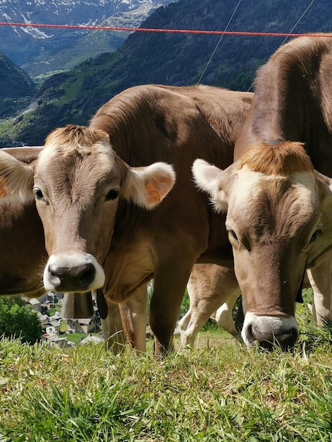 Photo cows on field