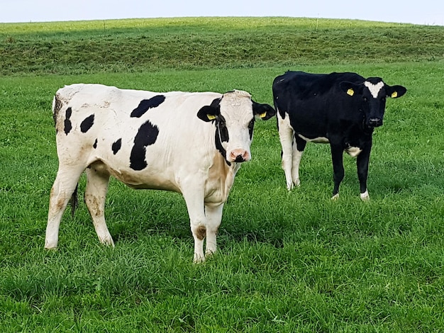 Foto le mucche sul campo