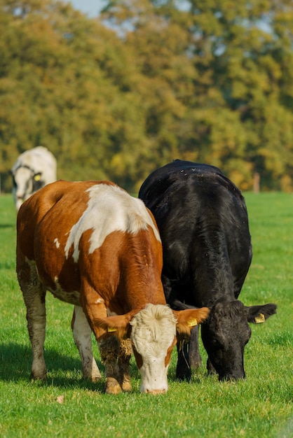 Photo cows on field