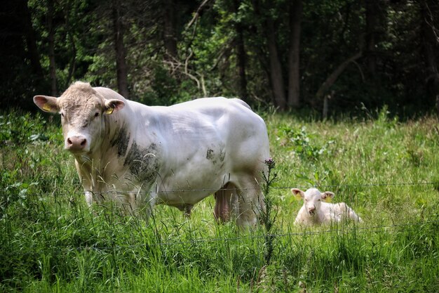 Foto le mucche in un campo