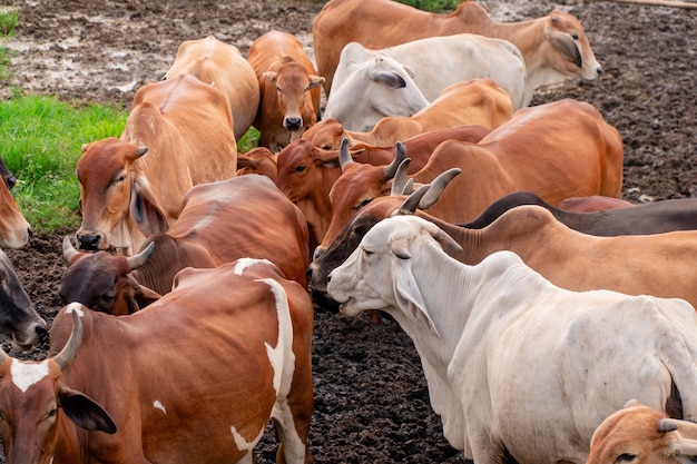 Foto le mucche sul campo