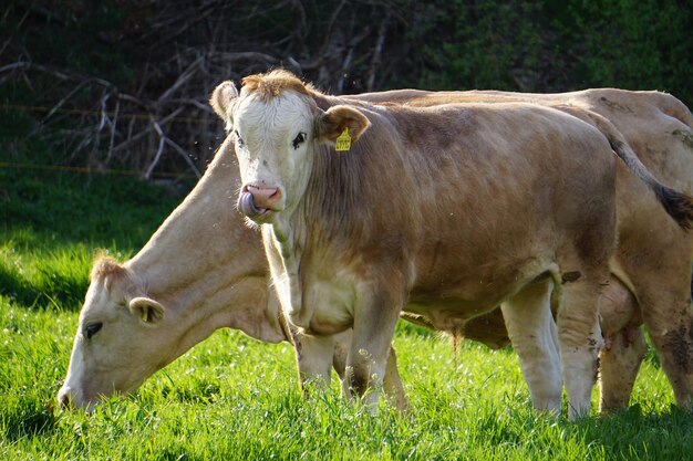 Foto le mucche in un campo