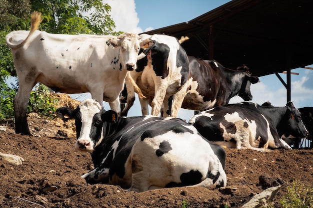 Foto le mucche in un campo