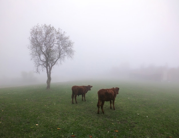 Cows in fog on a meadow