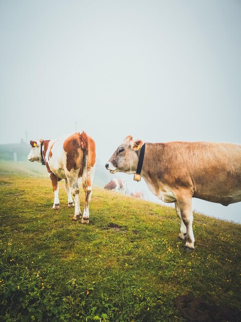 Cows in the fog