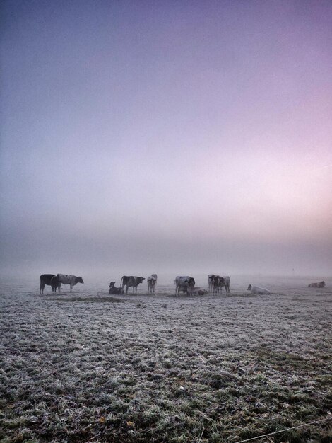 Cows in a foggy field