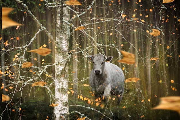 Photo cows in a forest