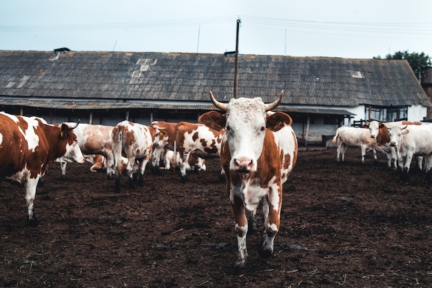 Photo cows on the form. milk, meat production. household animals.