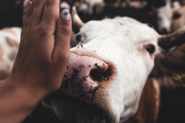 Foto mucche sul modulo. produzione di latte. animali domestici.