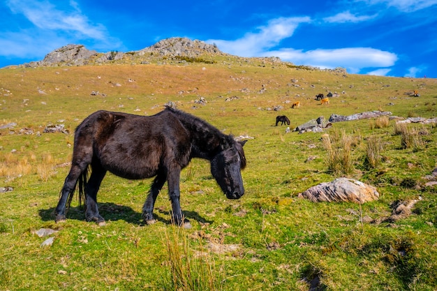 Cows and free horses on top of Mount Adarra in Guipuzcoa. Basque Country