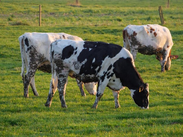 Photo cows on a german meadow