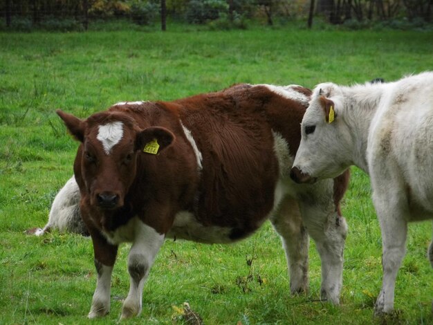 Cows on grass area