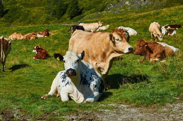 Cows on grass