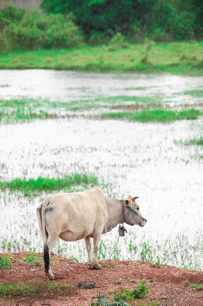 Cows in a grassy field on a bright and sunny day in Thailand Herd of cows at summer green field Dutch calves in the meadow Cows on a summer pasture soft focus image of animal in countryside