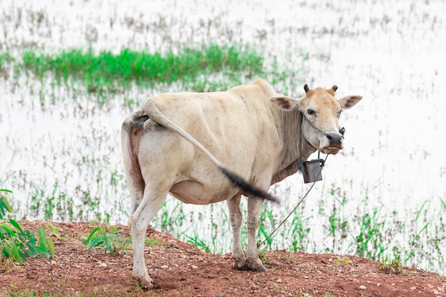 Cows in a grassy field on a bright and sunny day in Thailand Herd of cows at summer green field Dutch calves in the meadow Cows on a summer pasture soft focus image of animal in countryside