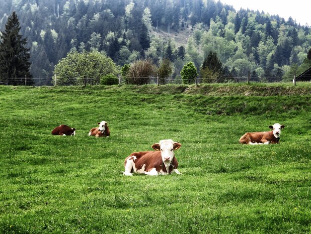 잔디 에 있는 소 들