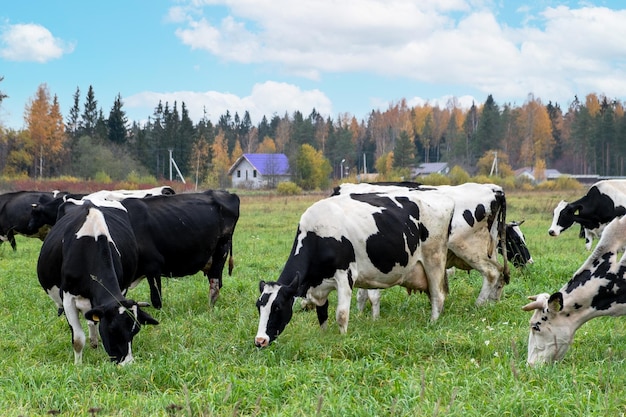 Cows graze against the backdrop of autumn trees and village buildings