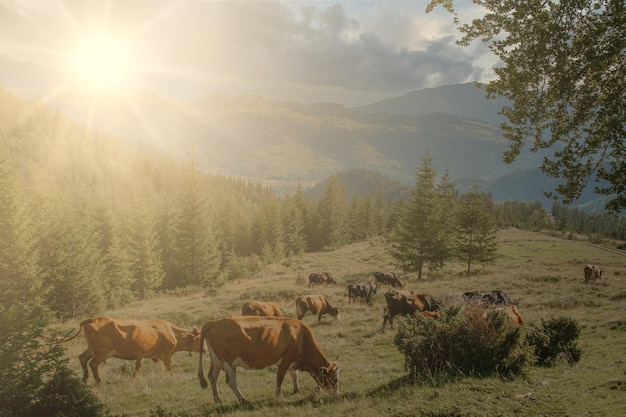 Cows graze on an alpine meadow among fir trees in the mountains Mountains and slopes in the background Mountain landscape with cows in the meadow