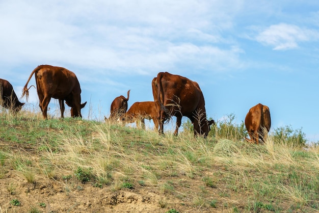 Cows graze in the field