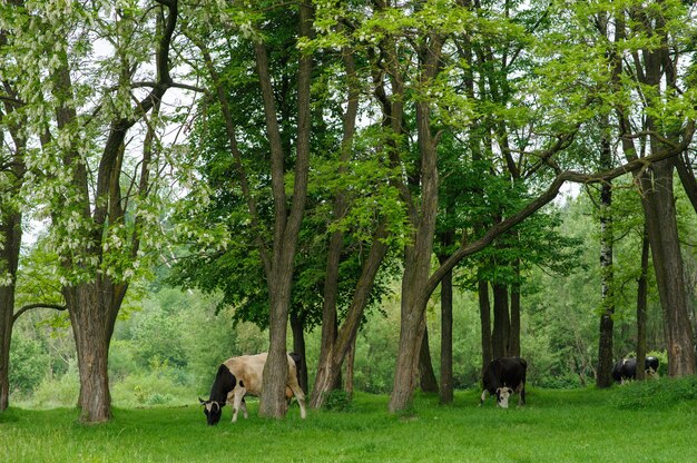 Cows graze freely among the trees in the meadow.