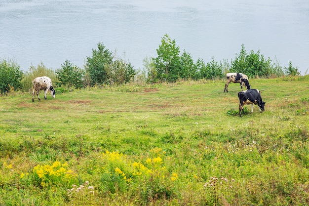 Cows graze in a green meadow on the banks of the river and pluck grass.