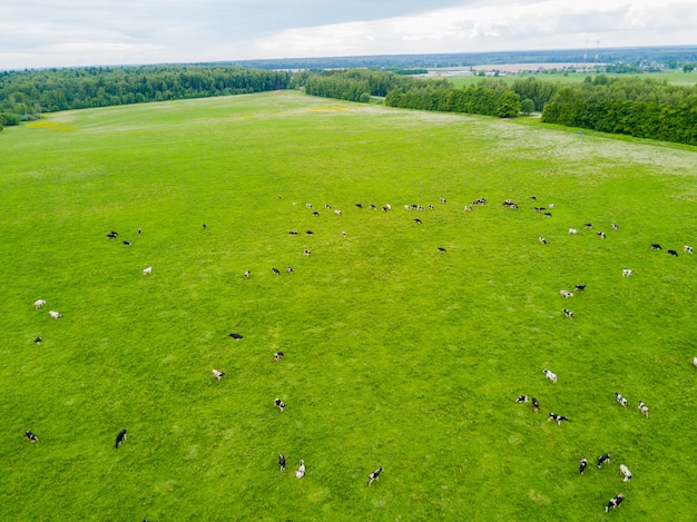 Cows graze in a green meadow.