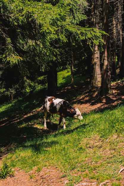Фото Коровы пасутся в горах в лесу