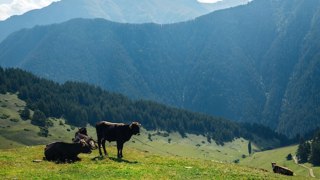 Cows graze in a meadow in the Caucasus Mountains