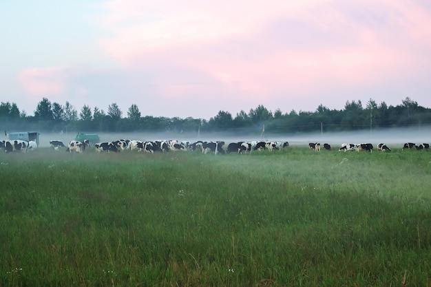 Cows graze in a meadow at sunset