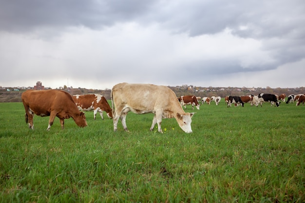 Cows graze in the meadow